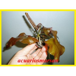 Tiger lotus red .Cul